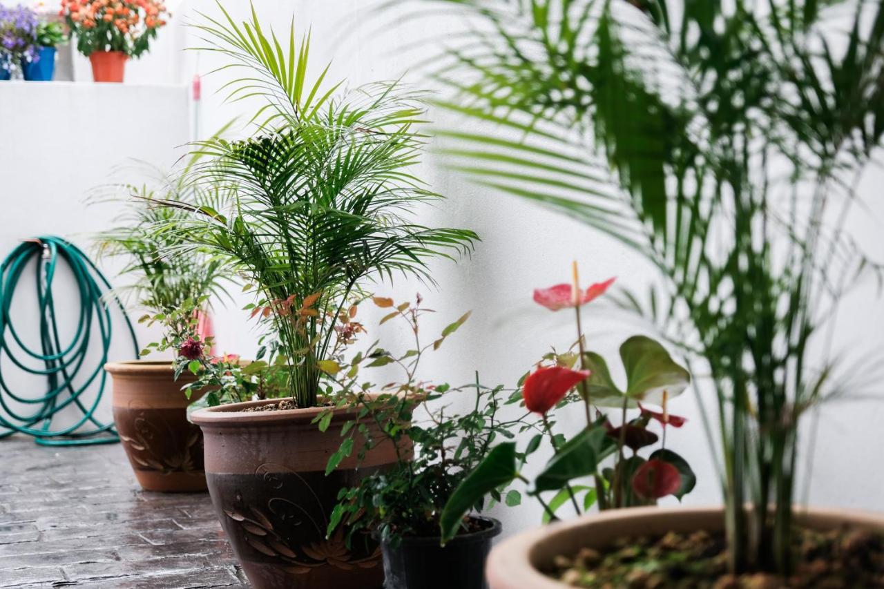 Comfy Sofy 21- Backyard Garden- Night Market Area Cameron Highlands Exteriér fotografie